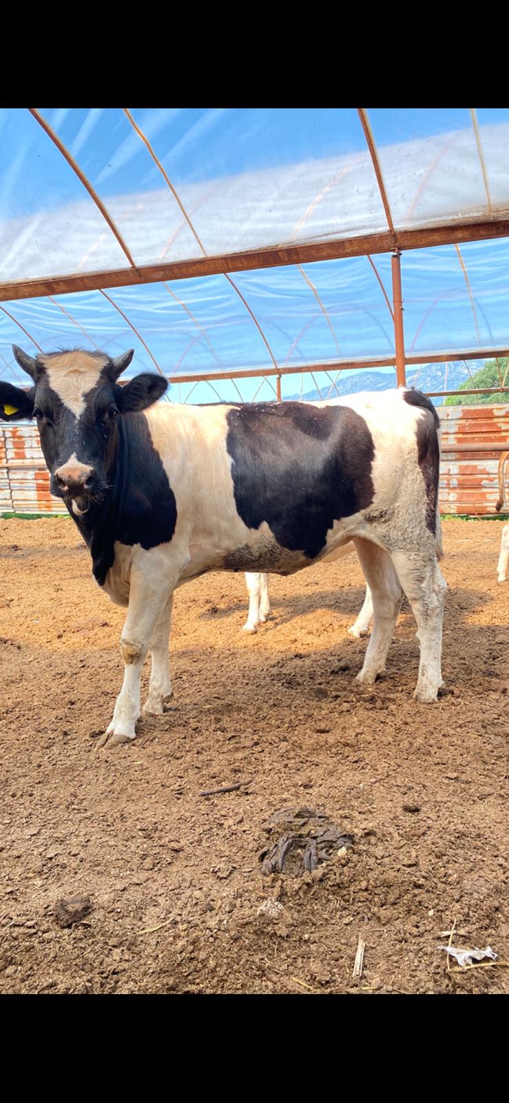 Gara Kerim Besi Çiftliği